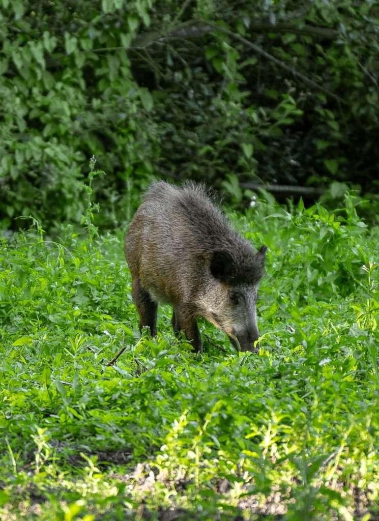 chasser les sanglier