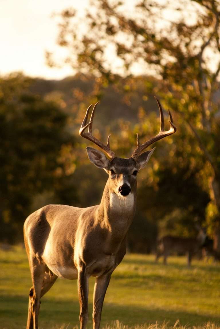 chasser les cerf