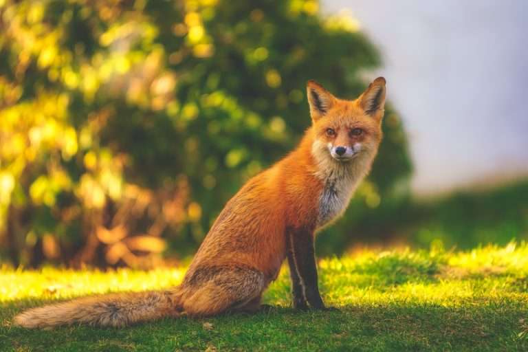 chasser les renard