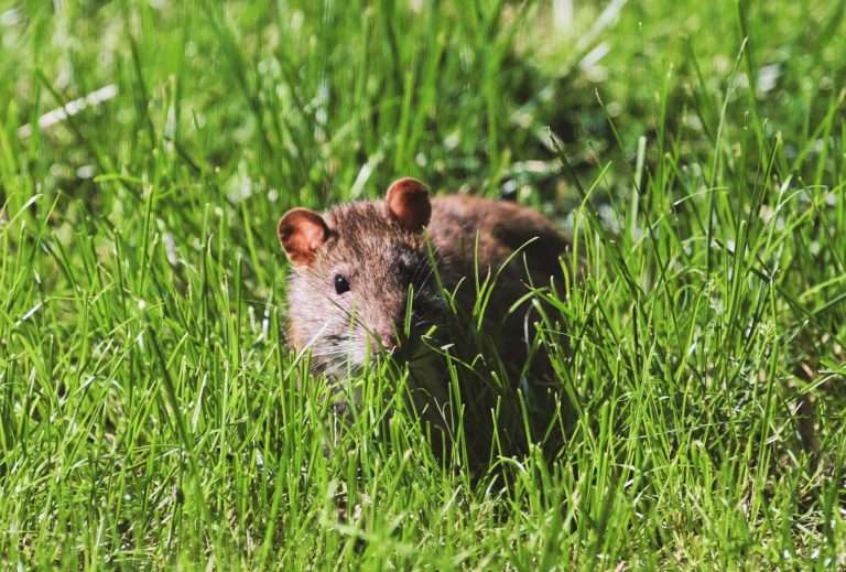 chasser les rats