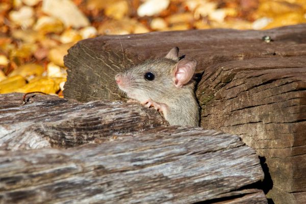 chasser les souris